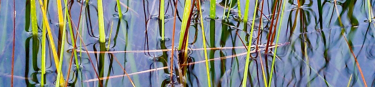 Found in the Bay – Avalon NJ
